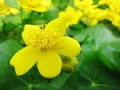 Spring flowering marsh yellow flowers marsh marigold Royalty Free Stock Photo