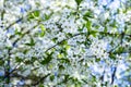 Spring flowering orchard, blossom garden cherry tree. Idyllic natural background wallpaper backdrop. Many white flowers in the