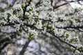 Spring. Flowering period of fruit tree