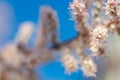 Spring, the flowering period of ornamental trees in the garden, small white flowers with tiny petals and stamens clung Royalty Free Stock Photo