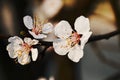 Spring flowering petals, suitable for background pictures