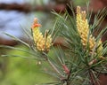 Spring flowering of a pine tree