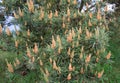 Spring flowering of a pine tree