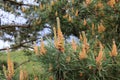 Spring flowering of a pine tree