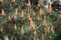 Spring flowering of a pine tree