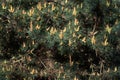 Spring flowering pine tree,.Pinus sylvestris