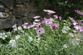 Spring flowering of pink African daisies. Flowering bush and meadow with white cerastium Royalty Free Stock Photo