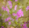 Spring flowering pink almond closeup