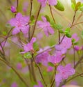 Spring flowering pink almond closeup