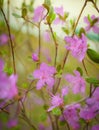 Spring flowering pink almond closeup