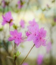 Spring flowering pink almond closeup