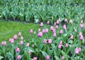 Spring flowering of pink tulips