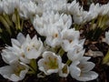 The spring-flowering plant (Colchicum szovitsii) with white flowers in full bloom growing in garden Royalty Free Stock Photo