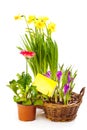 Spring flowering plants Royalty Free Stock Photo