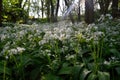 Spring flowering plants of hramsa bear garlic in green shady forest, sun ray