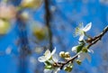 Spring flowering plum, cherry plum Royalty Free Stock Photo