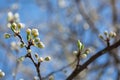 Spring flowering plum, cherry plum, white buds Royalty Free Stock Photo