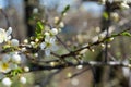 Spring flowering plum, cherry plum Royalty Free Stock Photo