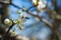 Spring flowering plum, cherry plum Royalty Free Stock Photo
