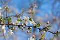 Spring flowering plum, cherry plum Royalty Free Stock Photo