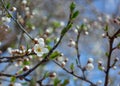 Spring flowering plum, cherry plum Royalty Free Stock Photo
