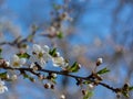 Spring flowering plum, cherry plum Royalty Free Stock Photo