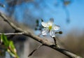 Spring flowering plum, cherry plum Royalty Free Stock Photo