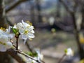 Spring flowering plum, cherry plum Royalty Free Stock Photo