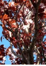 Spring flowering plum with red leaves on blurry green