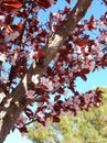 Spring flowering plum with red leaves on blurry green