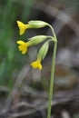 Spring flowering Primula veris