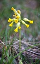 Spring flowering Primula veris