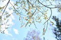 Spring. Flowering willow branch Royalty Free Stock Photo