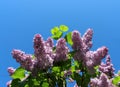 Spring flowering shrubs white and purple Syringa