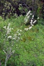 Spring flowering of Spiraea hypericifolia