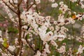 Spring flowering tree branch with white flowers. Apricot. Soft focus Royalty Free Stock Photo