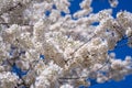 Spring flowering tree branch with white flowers on blue sky background. Royalty Free Stock Photo