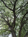 Spring flowering tree branching pattern