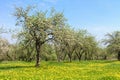Spring flowering tree on the dandelion field in spring. Royalty Free Stock Photo