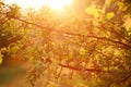 Spring flowering tree, nature background at sunset Royalty Free Stock Photo