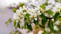 Spring flowering tree. Pear branch with flowers