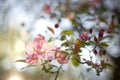 Spring flowering tree. Pink inflorescence in the sun