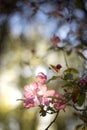 Spring flowering tree. Pink inflorescence in the sun