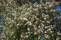 Spring flowering tree. Pink inflorescence in the sun