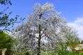 Spring flowering tree