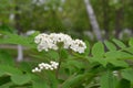 Spring flowering trees in the garden