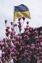 Spring flowering trees with pink magnolia flowers against the background of the flag of ukraine and the sky. Spring background. Royalty Free Stock Photo