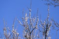 Spring flowering trees. Pollination of flowers of apricot. Bloom Royalty Free Stock Photo