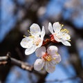 Spring flowering trees. Pollination of flowers of apricot. Bloom Royalty Free Stock Photo