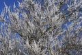 Spring flowering trees. Pollination of flowers of apricot. Bloom Royalty Free Stock Photo